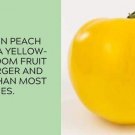 Garden Peach Tomato Juicy Vegetable  Tomatoes 50+ seeds