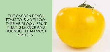Garden Peach Tomato Juicy Vegetable  Tomatoes 50+ seeds