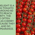 Gardener’S Delight Tomato Juicy Vegetable  Tomatoes 50+ seeds