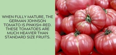 German Johnson Tomato Juicy Vegetable  Tomatoes 50+ seeds
