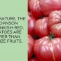 German Johnson Tomato Juicy Vegetable  Tomatoes 50+ seeds