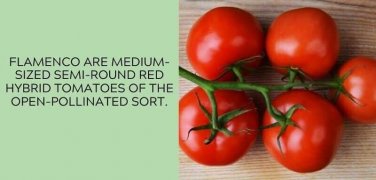 Flamenco Tomato Juicy Vegetable  Tomatoes 50+ seeds