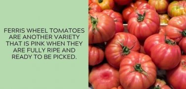 Ferris Wheel Tomato Juicy Vegetable  Tomatoes 50+ seeds