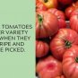 Ferris Wheel Tomato Juicy Vegetable  Tomatoes 50+ seeds