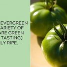 Emerald Evergreen Tomato Juicy Vegetable  Tomatoes 50+ seeds