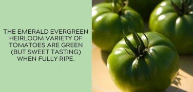 Emerald Evergreen Tomato Juicy Vegetable  Tomatoes 50+ seeds