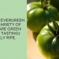 Emerald Evergreen Tomato Juicy Vegetable  Tomatoes 50+ seeds