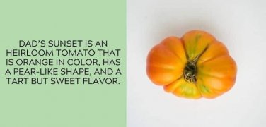 Dad&acirc;��S Sunset Tomato Juicy Vegetable  Tomatoes 50+ seeds