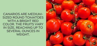 Canario Tomato Juicy Vegetable  Tomatoes 50+ seeds