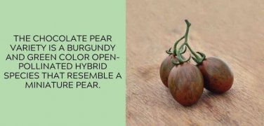 Chocolate Pear Tomato Juicy Vegetable  Tomatoes 50+ seeds