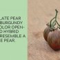 Chocolate Pear Tomato Juicy Vegetable  Tomatoes 50+ seeds