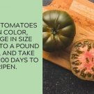 Brandywine Tomato Juicy Vegetable  Tomatoes 50+ seeds