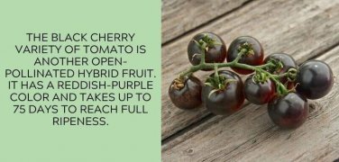 Black Cherry Tomato Juicy Vegetable  Tomatoes 50+ seeds