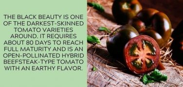 Black Beauty Tomato Juicy Vegetable  Tomatoes 50+ seeds
