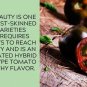 Black Beauty Tomato Juicy Vegetable  Tomatoes 50+ seeds