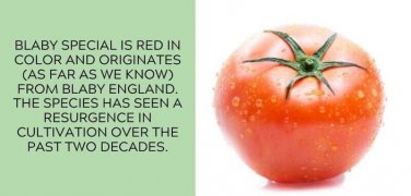 Blaby Special Tomato Juicy Vegetable  Tomatoes 50+ seeds