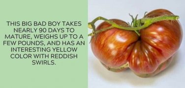 Big Rainbow Tomato Juicy Vegetable  Tomatoes 50+ seeds