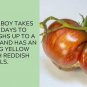 Big Rainbow Tomato Juicy Vegetable  Tomatoes 50+ seeds