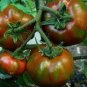 Black Zebra Tomato Juicy Vegetable  Tomatoes 50+ seeds