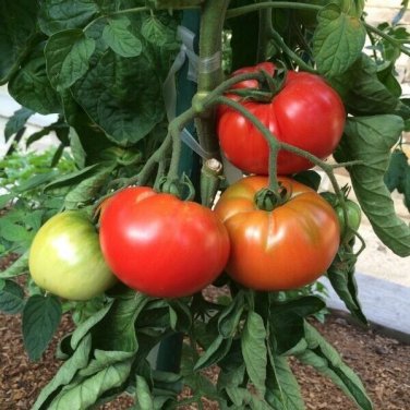 Salad Tomato Juicy Vegetable  Tomatoes 50+ seeds