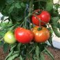 Salad Tomato Juicy Vegetable  Tomatoes 50+ seeds