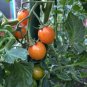 Sunrise Bumble Bee Tomato Juicy Vegetable  Tomatoes 50+ seeds