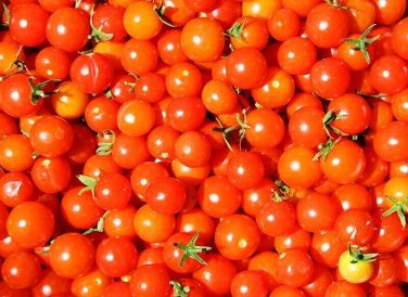 Super Sweet Tomato Vegetable Garden 50+ seeds