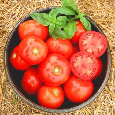Rutgers Tomato Vegetable Garden 50+ seeds