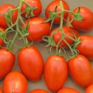 Roma Tomato Vegetable Garden 50+ seeds