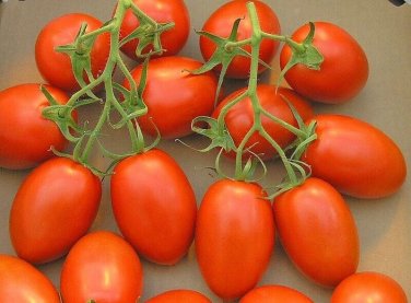 Roma Tomato Vegetable Garden 50+ seeds