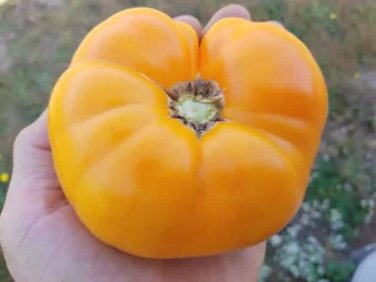 Lillian&acirc;��S Yellow Tomato Vegetable Garden 50+ seeds
