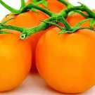 Jubilee Tomato Vegetable Garden 50+ seeds