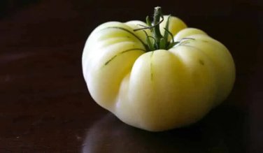 Great White Tomato Vegetable Garden 50+ seeds