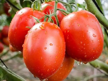 Granadero Tomato Vegetable Garden 50+ seeds