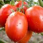 Granadero Tomato Vegetable Garden 50+ seeds