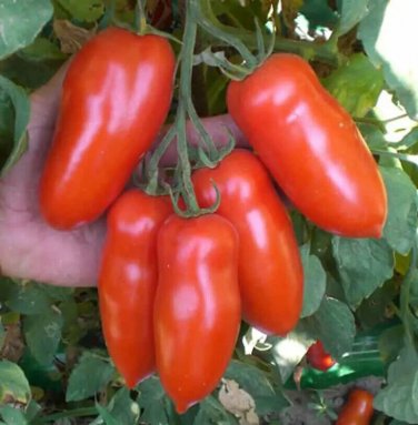 Giulietta F1 Tomato Vegetable Garden 50+ seeds