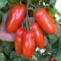 Giulietta F1 Tomato Vegetable Garden 50+ seeds