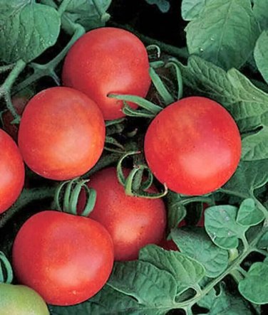 Gardeners Delight Tomato Vegetable Garden 50+ seeds