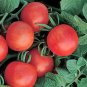 Gardeners Delight Tomato Vegetable Garden 50+ seeds