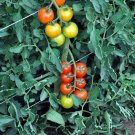 Adoration Tomato Vegetable Garden 50+ seeds