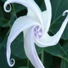 White Moon Flower  Odd Plants To Grow 25 seeds