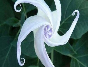 White Moon Flower  Odd Plants To Grow 25 seeds