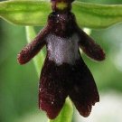 Fly Orchid Flower Exotic Odd Plants To Grow 25 seeds