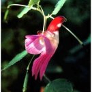 Parrot Orchid Bird Flower Exotic Odd Plants To Grow 25 seeds