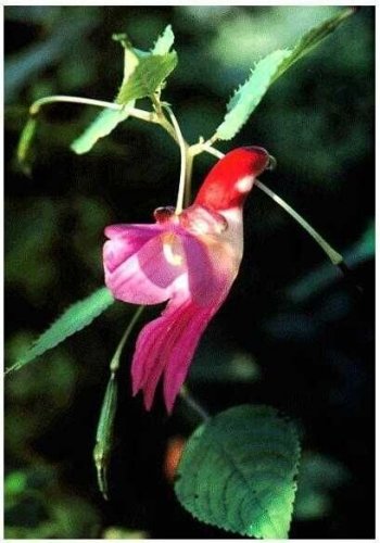 Parrot Orchid Bird Flower Exotic Odd Plants To Grow 25 seeds
