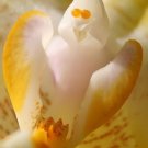 Ghost Orchid White Flower Dendrophylax Lindenii 25 seeds