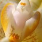 Ghost Orchid White Flower Dendrophylax Lindenii 25 seeds