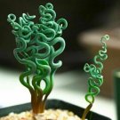 Swirl Cactus Living Stones Flower Succulent Rare Succulent 25 seeds