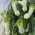 Bushman'S Pipe Flower  Penis Looking Exotic Tropical Houseplant 25 seeds