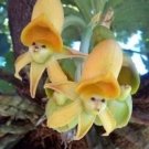 Yellow Face Sun Orchid Flower Exotic Tropical Houseplant 25 seeds